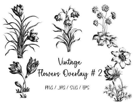 Vintage Flowers Overlay 2 Graphics